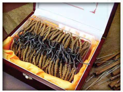 萨尔图冬虫夏草回收